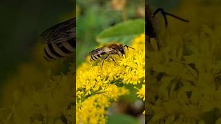 Goldenrod Bees [upl. by Eednam]