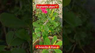 Euphorbia Plant🌱 shorts viralvideo gardening plantcare plantgrowth [upl. by Ahsilef]