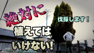 【ヤバい！】植えない方が良い庭木 もう手に負えないので切り倒します！ [upl. by Herschel]