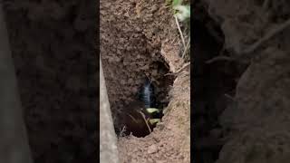 Female Eastern Cicada killersphecius speciosus excavates a burrow for her offspring rap artist [upl. by Arakawa848]