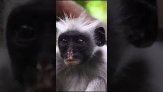 TITI Monkey Documentary [upl. by Terag660]