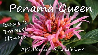 Aphelandra Sinclairiana Care Panama Queen  Coral Aphelandra  Orange Shrimp Plant  Rare Plants [upl. by Gayleen]