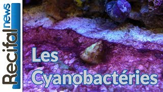 TUTO  Les cyanobactéries  cyano dans laquarium [upl. by Hocker]