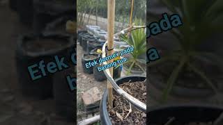 Efek dormex pada batang tua anggur ‼️percabangan tersier anggur videoshort berkebun tabulampot [upl. by Gettings]