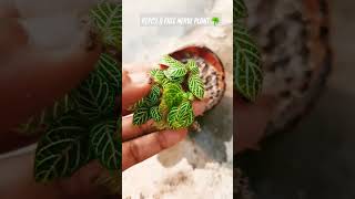 REPOT A FREE FITTONIA PLANT☘️gardeningrepottingnerveplant terraceplantprimeroots fittoniaplant [upl. by Corri]