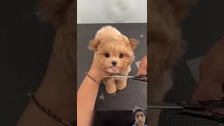 Cute dog dog puppy doglover pomeranian pets amazingfacts automobile [upl. by Antsirhc667]