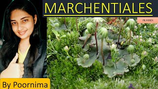 Order Marchentials Life cycle of Marchantia By Poornima [upl. by Joktan643]