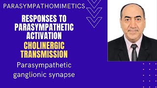 Parasympathomimetics Parasympathetic activation cholinergic transmission amp ganglionic synapse [upl. by Dibrin]