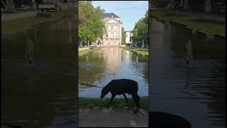 Beautiful Palace Garden palace garden relaxing trier germany viral trending youtubeshorts [upl. by Yarak]