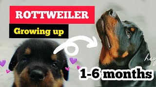 ROTTWEILER GROWING UP  1 month to 6 months [upl. by Streeto]