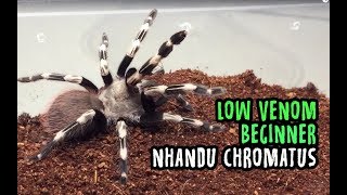 Nhandu chromatus ready stock 2019 [upl. by Edualc976]