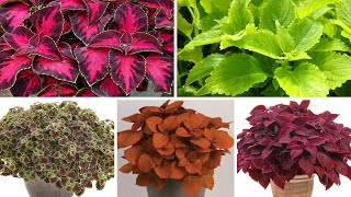 15 fascinantes variedades de Cóleos  Coleus  Plectranthus Scutellarioides identificados [upl. by Hnad]