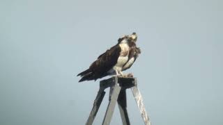 28323 Balbuzard pêcheur Pandion h haliaetus Osprey [upl. by Dorison]