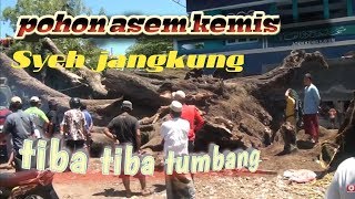 Pohon asem kemis peninggalan SYEH JANGKUNG LANDOHsaridin tumbang [upl. by Faro]