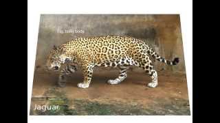 Differences between jaguars leopards and cheetahs [upl. by Havstad565]