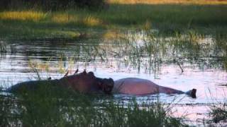 Hippo Cannibalism Okavango Delta Botswana [upl. by Osbert399]