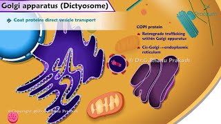 Golgi Apparatus Structure and Function Animation Cell Physiology [upl. by Ecnarolf]