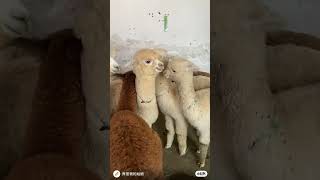 Why do alpacas spit alpaca [upl. by Alamaj]