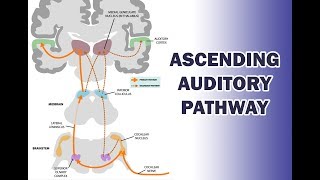 ASCENDING AUDITORY PATHWAY [upl. by Eentruok721]