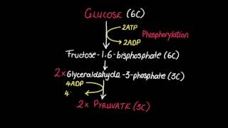 82 Glycolysis [upl. by Mufi]