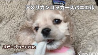 アメリカンコッカースパニエル子犬 ＊パピーがやってきた [upl. by Cormick410]