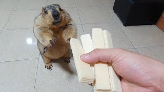 marmot gets to chew sponge cake for the first time [upl. by Spielman967]