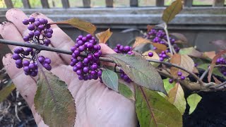 Growing Bodiniers Beautyberry Callicarpa bodinier Profusion [upl. by Maude757]