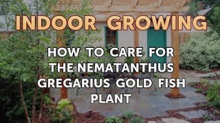 How to Care for the Nematanthus Gregarius Gold Fish Plant [upl. by Kcirredal]