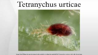 Tetranychus urticae [upl. by Yecnuahc461]