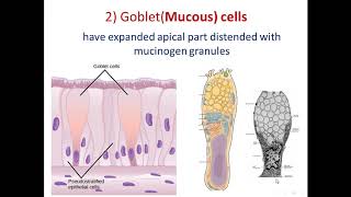 Histology of respiratory system part 2 trachea and bronchi [upl. by Riplex726]