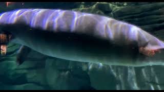 New Manatees Arrive at Manatee Springs  Cincinnati Zoo [upl. by Onirefez]