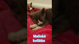 Malinké koťátko ♥️ [upl. by Devona474]