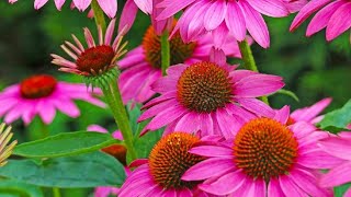 How to gather coneflower seeds [upl. by Cardew]