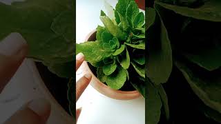 Kalanchoe Plant reporting amp growth gardening plants gardeningtips flowers viralvideo [upl. by Kassie]