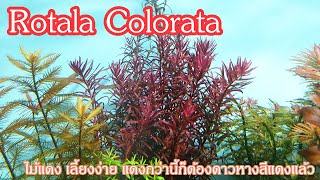 Rotala Colorata โรทาล่า โคโลราต้า ไม้แดง เลี้ยงง่าย แดงกว่านี้ก็ต้องดาวหางสีแดงแล้ว [upl. by Yrral]