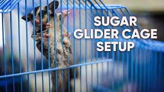 Set Up Your Sugar Glider Cage With Us  How to Set Up Sugar Glider Cage [upl. by Eilrac]