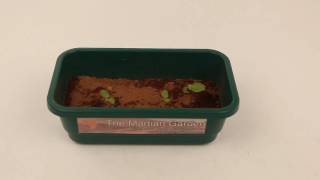 The Martian Garden  Gardening Kits with Simulated Mars Soil [upl. by Darwen]