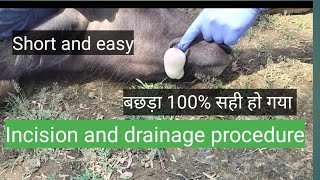 Incision amp drainage procedure for soft tissue abscess in calf बछड़े में विद्रधी का इलाज [upl. by Lennon534]