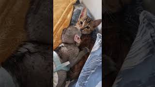 Orphaned Baby Monkey and Rescue Kitten Become Inseparable Friends shorts [upl. by Hi72]