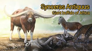 Syncerus antiquus The giant buffalo of Pleistocene Africa [upl. by Lorine141]