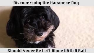 The Havanese Dog  This breed of dog is amazing [upl. by Refinaj]