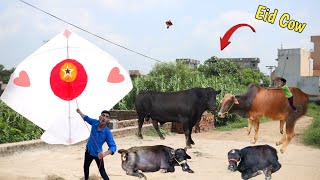 Kite Flying Vs 4 Eid Cow [upl. by Lebezej4]