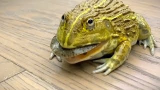 African bullfrog eats live turtle  WARNING LIVE FEEDING [upl. by Ellenhoj]