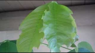 Leafcutter bees in Action by Nancy Westmoreland [upl. by Calloway]