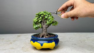 Making Bonsai Tree in 1 Year  Jade Plant  Repotting  Pruning  Portulacaria Afra [upl. by Ydnyl673]