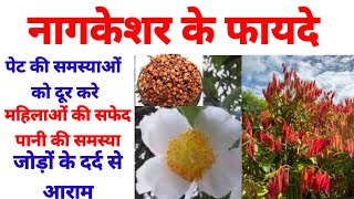 नाग केशर के क्या फायदे है benefits of nagkesartodaysAyurveda mesuaferrea [upl. by Ecnadnac682]