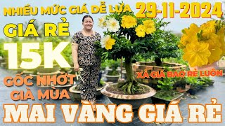 CHỊ THANH TRÀ Giao Lưu Mai Vàng Giá Rẻ 15K Siêu Bông Bình Lợi Giảo Thủ Đức Già Mùa • THÀNH TRỌNG LÊ [upl. by Allebram]