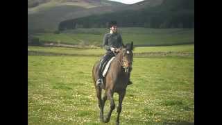 Exracehorse having a gallop [upl. by Cadell381]