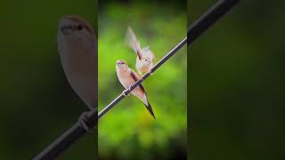 Silverbill birdslover birdwiew birdslover birdwatching nature birdingworld meerut [upl. by Yekcor]