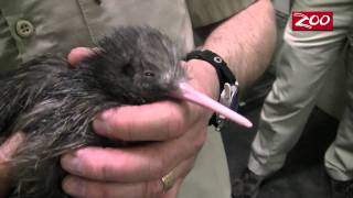 WEE KIWI ANOTHER COLUMBUS ZOO FIRST [upl. by Bergeron]